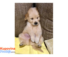 Zlatni retriver 3nnn - Fotografija 8/10