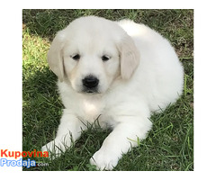 Zlatni retriver 3nnn - Fotografija 9/10