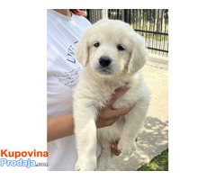 Zlatni retriver 3nnn - Fotografija 10/10