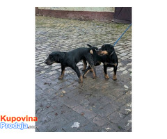 NLT - Nemački Lovni terijer - Fotografija 10/10