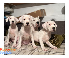 Dogo Argentino