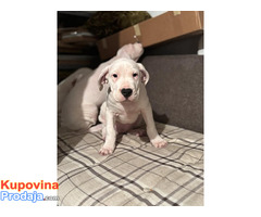 Dogo Argentino