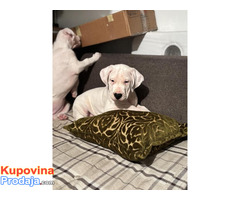 Dogo Argentino - Fotografija 4/8