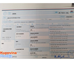 Dogo Argentino - Fotografija 8/8