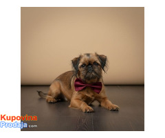 Briselski grifon, vrhunsko muško štene