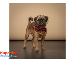 Briselski grifon, vrhunsko muško štene - Fotografija 3/4