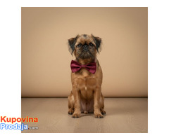 Briselski grifon, vrhunsko muško štene - Fotografija 4/4