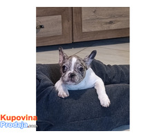 Stenad francuskog buldoga dva merle muzjaka 3.5 meseca
