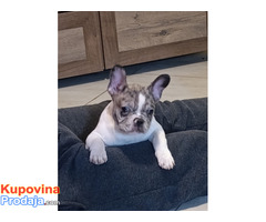 Stenad francuskog buldoga dva merle muzjaka 3.5 meseca