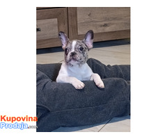 Stenad francuskog buldoga dva merle muzjaka 3.5 meseca - Fotografija 3/10