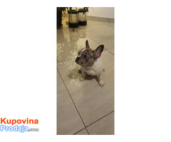 Stenad francuskog buldoga dva merle muzjaka 3.5 meseca - Fotografija 4/10