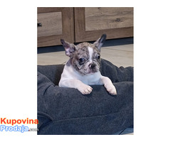 Stenad francuskog buldoga dva merle muzjaka 3.5 meseca - Fotografija 5/10