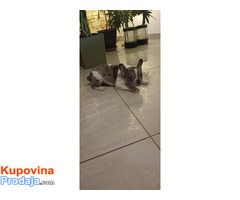 Stenad francuskog buldoga dva merle muzjaka 3.5 meseca - Fotografija 6/10