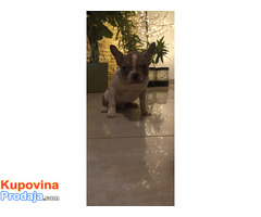 Stenad francuskog buldoga dva merle muzjaka 3.5 meseca - Fotografija 7/10