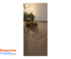 Stenad francuskog buldoga dva merle muzjaka 3.5 meseca - Fotografija 8/10