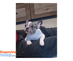 Stenad francuskog buldoga dva merle muzjaka 3.5 meseca - Fotografija 9/10