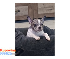 Stenad francuskog buldoga dva merle muzjaka 3.5 meseca - Fotografija 10/10