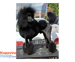 Vrhunsko leglo VELIKIH PUDLI