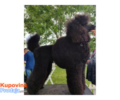 Vrhunsko leglo VELIKIH PUDLI