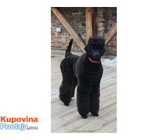 Vrhunsko leglo VELIKIH PUDLI - Fotografija 3/9