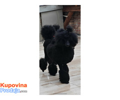 Vrhunsko leglo VELIKIH PUDLI - Fotografija 4/9