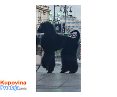 Vrhunsko leglo VELIKIH PUDLI - Fotografija 5/9