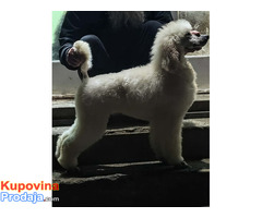 Vrhunsko leglo VELIKIH PUDLI - Fotografija 7/9