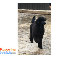 Vrhunsko leglo VELIKIH PUDLI - Fotografija 8/9