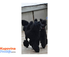 Vrhunsko leglo VELIKIH PUDLI - Fotografija 9/9