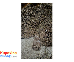 NA PRODAJU: Isečena Loza 1 KLASE za Kalemljenje (Kober BB)