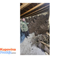 NA PRODAJU: Isečena Loza 1 KLASE za Kalemljenje (Kober BB) - Fotografija 4/8