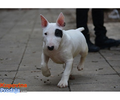 Mini bull terijer - Fotografija 3/9