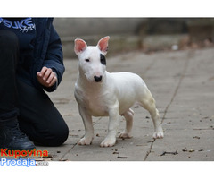 Mini bull terijer - Fotografija 4/9