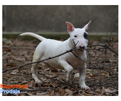 Mini bull terijer - Fotografija 5/9