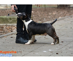 Mini bull terijer - Fotografija 6/9