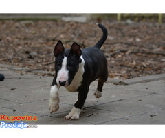 Mini bull terijer - Fotografija 7/9