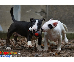 Mini bull terijer - Fotografija 8/9
