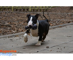 Mini bull terijer - Fotografija 9/9