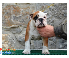 Engleski Buldog