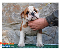Engleski Buldog - Fotografija 3/6