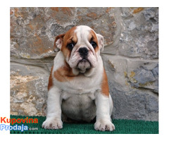 Engleski Buldog - Fotografija 4/6