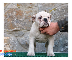 Engleski Buldog - Fotografija 5/6