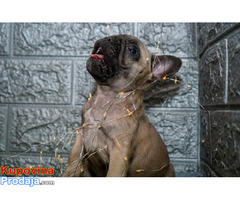 Francuski buldog - Fotografija 3/8