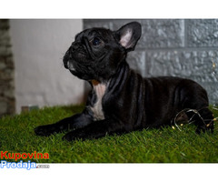 Francuski buldog - Fotografija 4/8