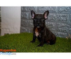 Francuski buldog - Fotografija 5/8