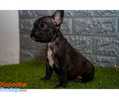 Francuski buldog - Fotografija 6/8