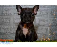 Francuski buldog - Fotografija 7/8