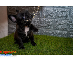 Francuski buldog - Fotografija 8/8