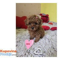 Preslatki štenci CRVENE TOY PUDLE