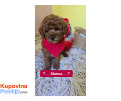 Preslatki štenci CRVENE TOY PUDLE - Fotografija 3/10